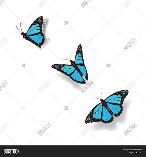 Vector y foto Mariposa En Movimiento | Bigstock
