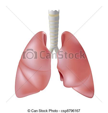 Vectors Illustration of Human lung , eps8   Human lungs ...