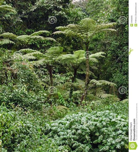 Vegetación De La Selva Tropical En África Foto de archivo ...