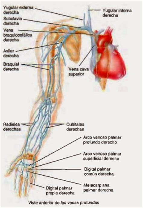 Venas   Sistema circulatorio