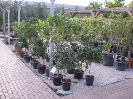 venta arboles frutales online 3 | Garden Catalunya Plants ...