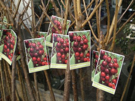 venta arboles frutales online | Garden Catalunya Plants ...