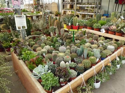 Venta de Cactus en Barcelona | Garden Center Catalunya ...