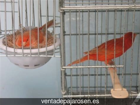 Venta de pajaros en Casafranca , Salamanca   Venta De Pajaros