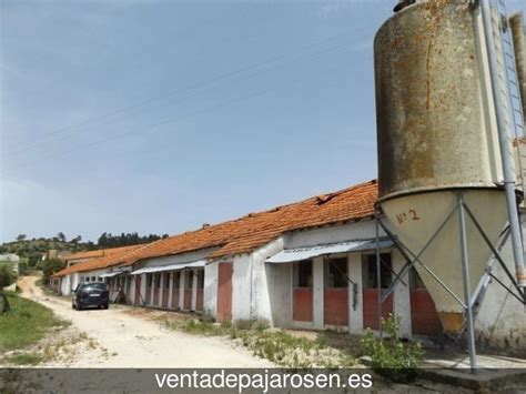 Venta de pajaros en Torreperogil , Jaén   Venta De Pajaros