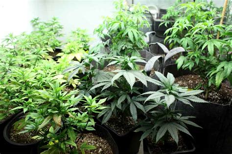 Ventajas y desventajas de cultivar marihuana: Cultivo en ...