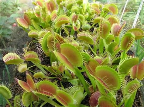 Venus Fly Trap Plant Images | www.imgkid.com   The Image ...
