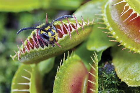 Venus flytrap can count prey’s steps to dissolve them ...