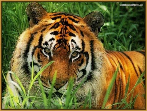 Ver Imagenes de Tigres Salvajes | Imagenes de Tigres