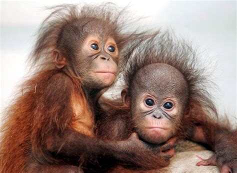 Verblüffende Fakten über Affen   Panorama   Mittelbayerische