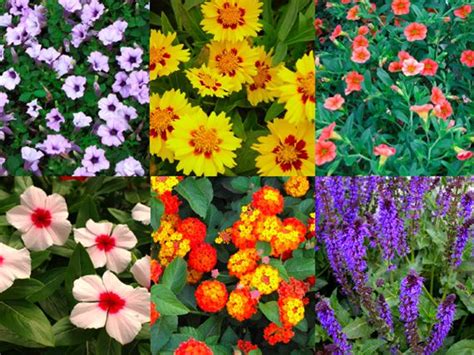 verdeesvida :: Flores de primavera verano