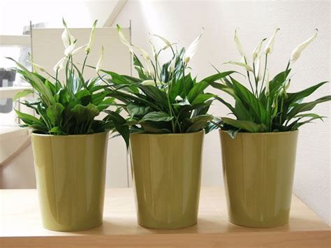 verdeesvida :: Las plantas de interior más resistentes