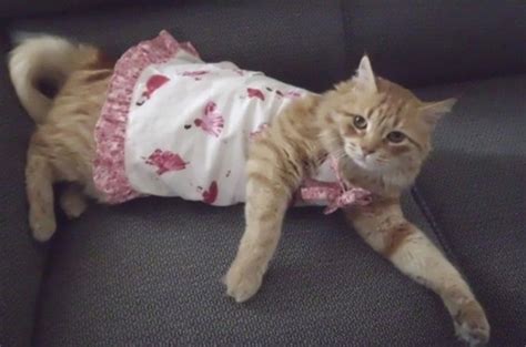 Vestido para Cães e Gatos | Ateliê Tatu Bolinha | Elo7