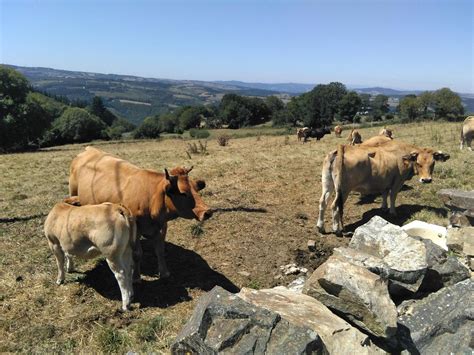 Vía verde de la Senda del Oso  Asturias : Qué ver y dónde ...