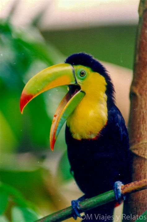 Viaje a Costa Rica: 7 razones por las que te enamorarás de ...