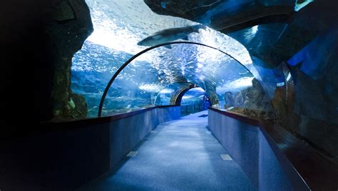 VIAJESTIC | El Aquarium Donostia San Sebastián