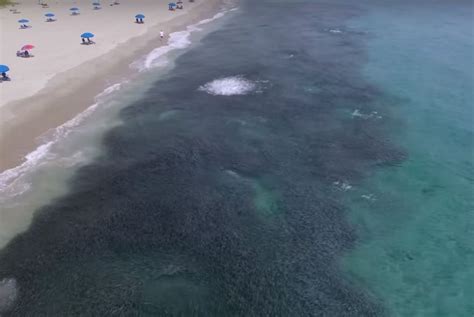 Video: Amazing Drone Footage Captures Florida Mullet Run ...