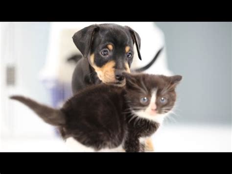 Vídeo de Gatitos y perritos, juntos por primera vez