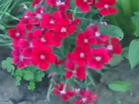 Video de Plantas con Flores en Mi Jardin | Plantas ...