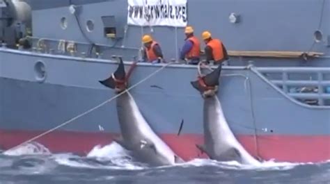 VÍDEO: matanza de ballenas en la Antártida