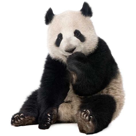 [VÍDEO] ¿Por qué los pandas son blancos y negros ...