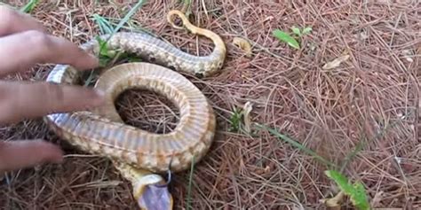 VIDEO: ¡Un Óscar! La serpiente que “finje” estar muerta ...
