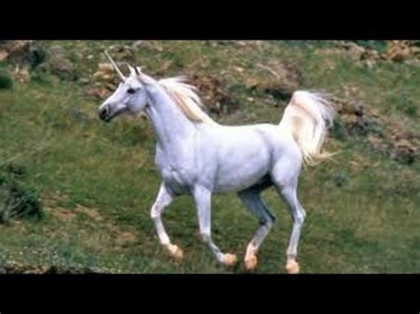 videos de duendes ademas un unicornio real encontrado ...