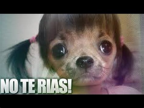 Vídeos de Risa 2016 NUEVOS || Caídas | Golpes | Fails ...