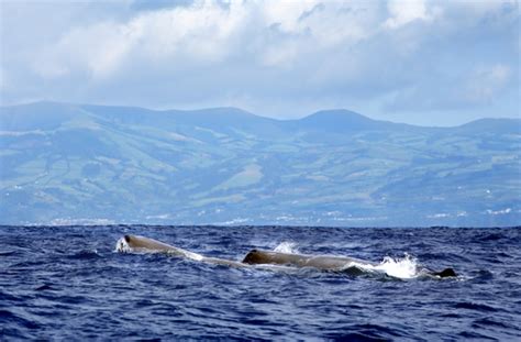 Viendo ballenas en las Islas Azores | Vuelos Baratos .info