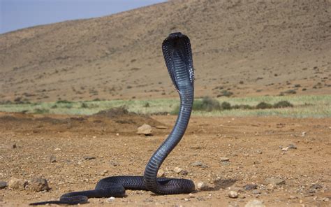 Vier Marokkaanse cobra s geboren in Barcelona