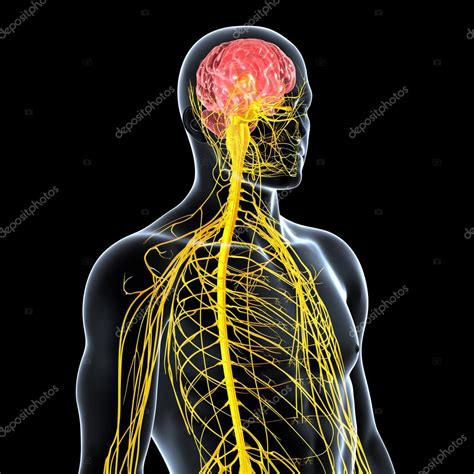 View of male nervous system — Stock Photo © pixologic ...