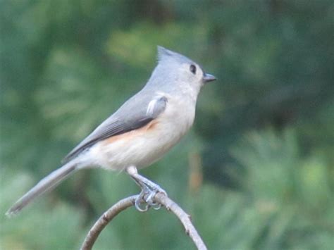Viewing nature with Eileen: Backyard Bird..Tufted Titmouse