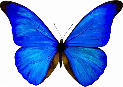 Vinilo Mariposa Azul   OedimDecor