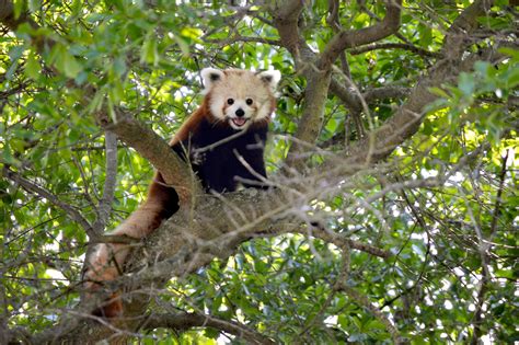 Virginia Zoo Welcomes Masu the Red Panda   Virginia Zoo in ...