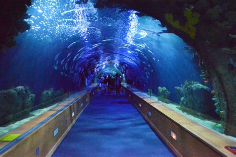 Visit of the Oceanogràfic | Erasmus blog Valencia, Spain