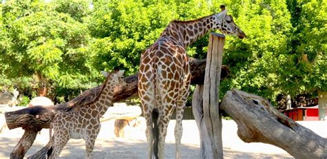 Visita al Zoo: ruta paso a paso para no perderse nada ...