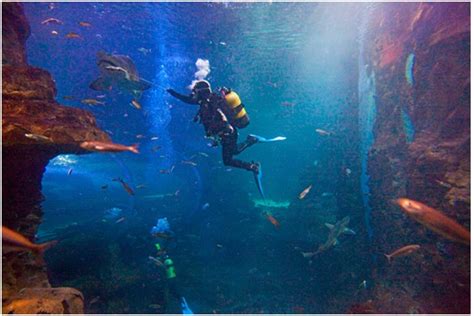 Visita el Aquarium de Donosti!