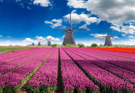 Visitar Los Campos De Tulipanes En Holanda Viajando Juntos