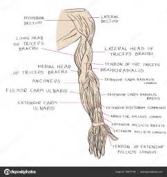 Vistoso Gráfico De La Anatomía Muscular Humana Viñeta ...
