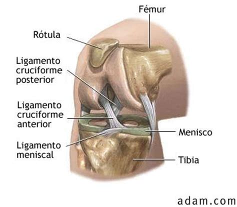 viVeMe: complejo articular de rodilla