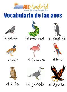 vocabulario Aves
