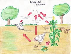 Vocabulario de Ciencias Ciclo del Dióxido de Carbono y ...