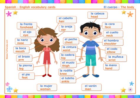 Vocabulario español   inglés: el cuerpo   the body ...