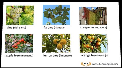 Vocabulario Inglés: Árboles y Plantas  Trees & Plants ...