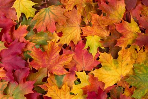 Vocabulario sobre el otoño en inglés | SpanishDict