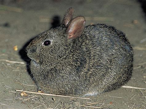 Volcano Rabbit | Animal Wildlife