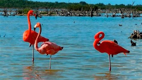 Vuelve flamenco rosa a Cozumel