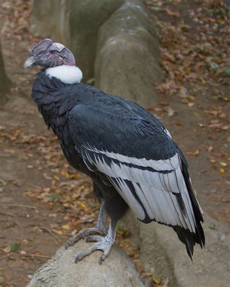 Vultur gryphus   Wikipedia, la enciclopedia libre