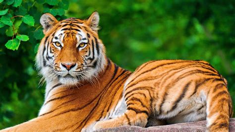 Wallpaper : animals, nature, tiger, wildlife, big cats ...