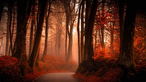 Wallpaper Autumn, Forest, Foliage, HD, Nature, #3641